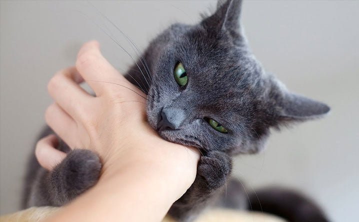 Why Is My Cat Biting Me When I Pet Her?