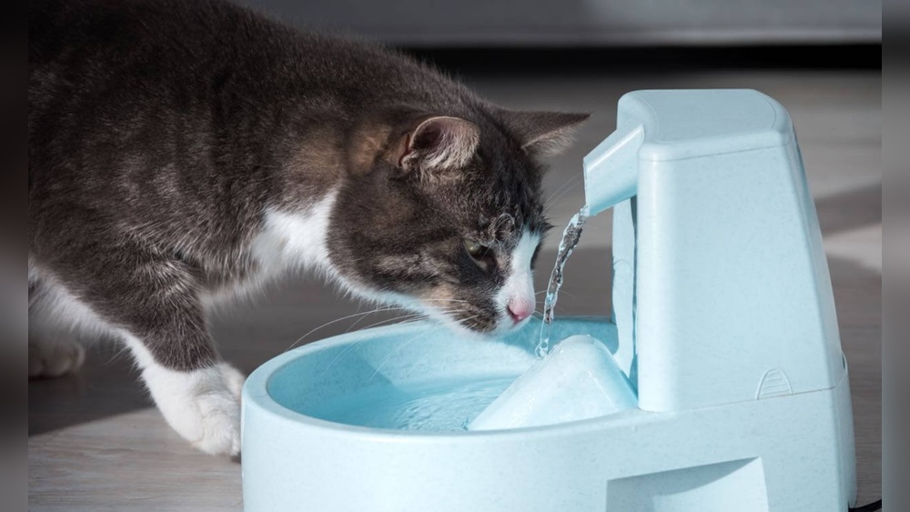 How Can I Get My Cat to Drink Water