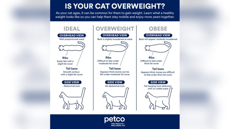 How Can I Get My Cat to Gain Weight