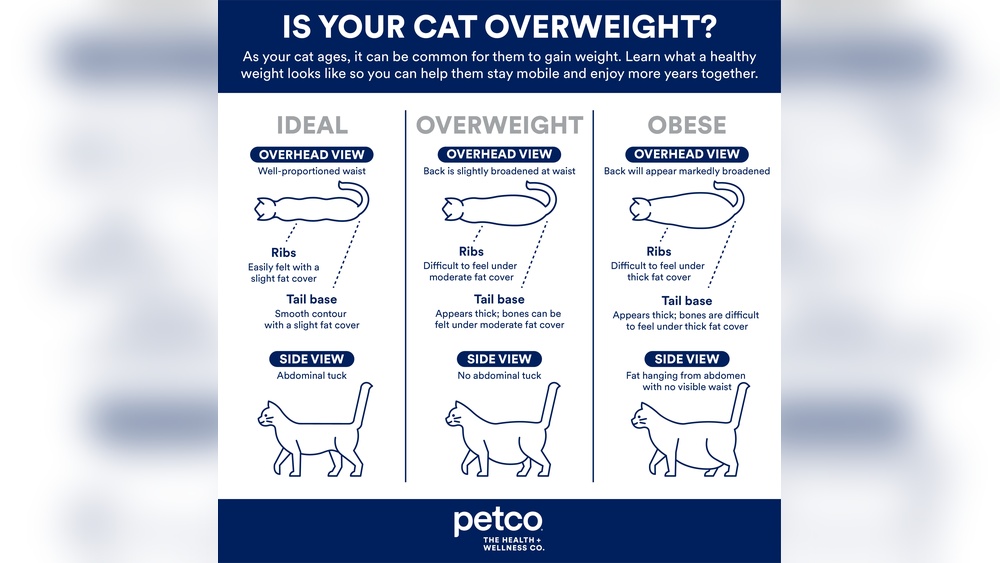 How Can I Get My Cat to Gain Weight