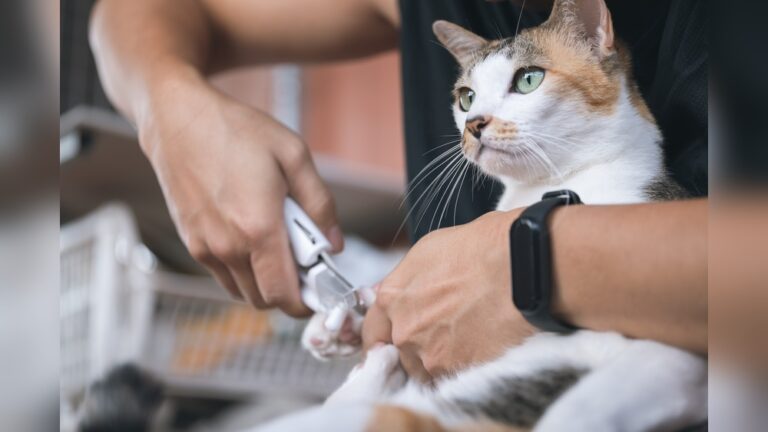 How Much Does It Cost to Have a Cat Declawed