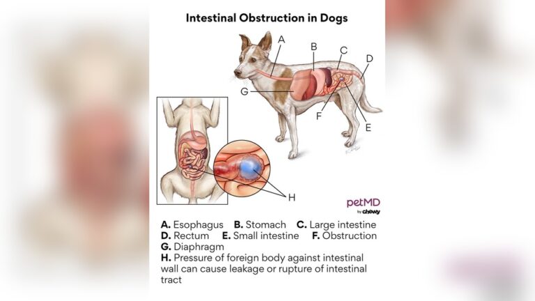 How to Know If Dog Has Intestinal Blockage
