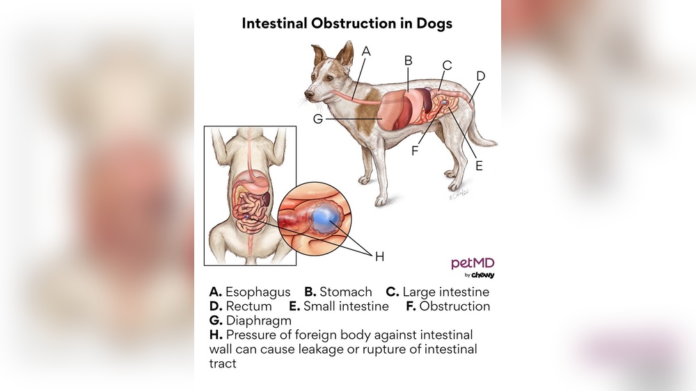 How to Know If Dog Has Intestinal Blockage