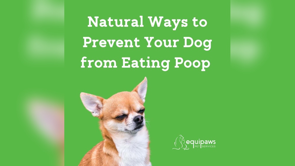 How to Stop Dog from Eating Poop Home Remedies