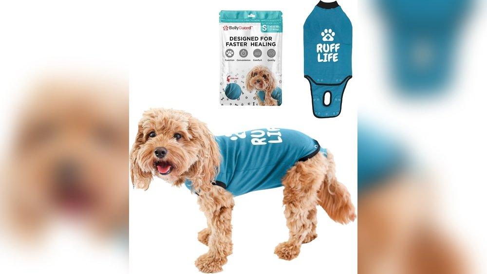 Best Time to Neuter a Male Dog