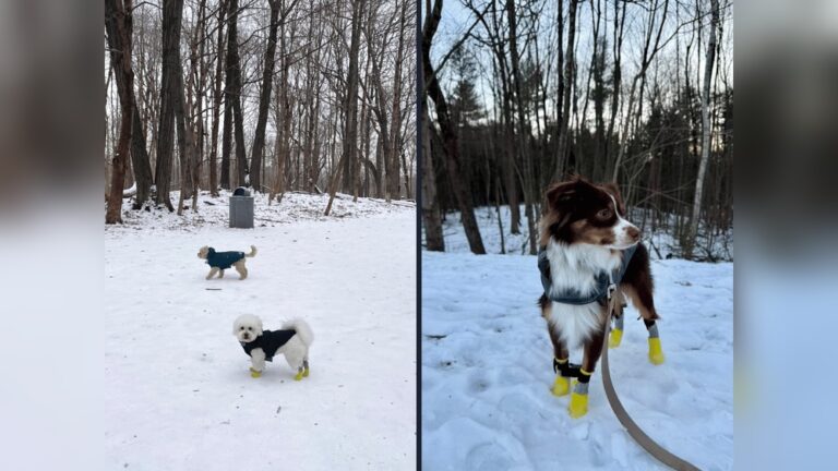 How Cold is Too Cold for Dog Paws