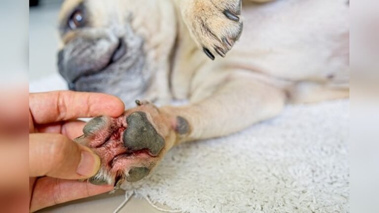 How Do Dogs Get Yeast Infections in Their Paws