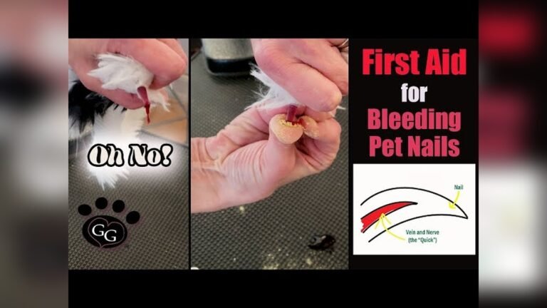 How Do You Stop a Dog'S Paw from Bleeding