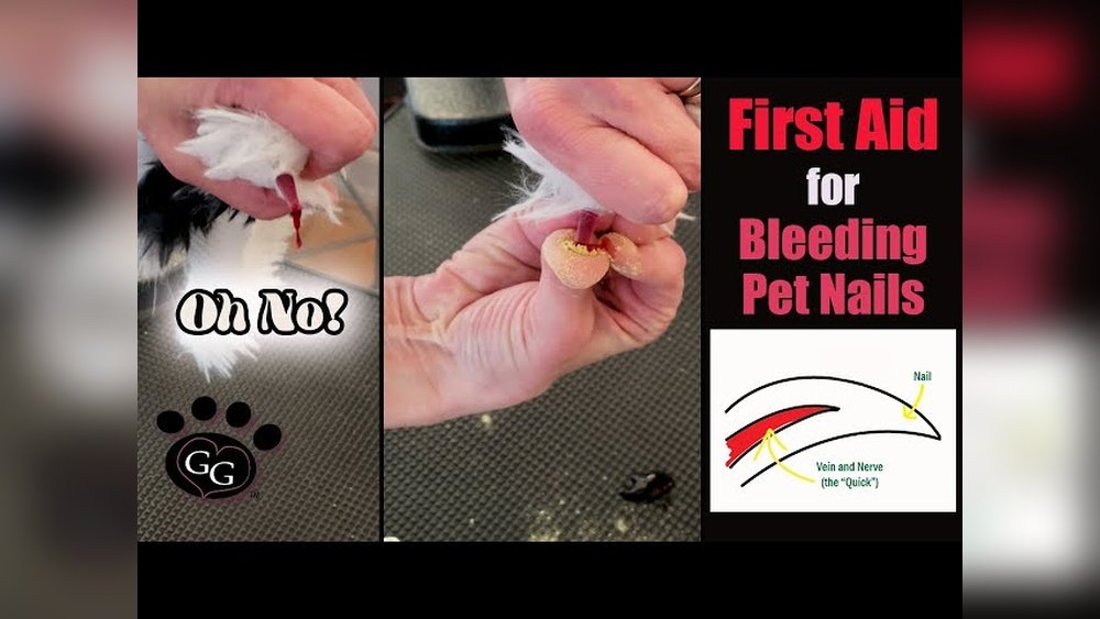How Do You Stop a Dog'S Paw from Bleeding