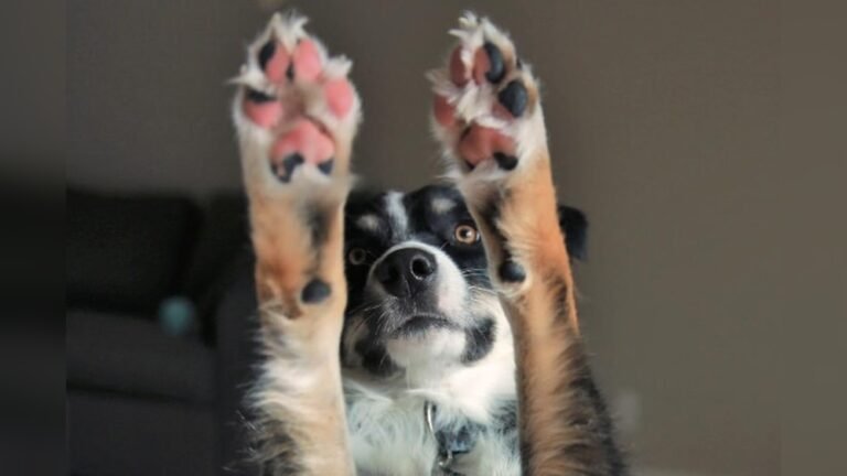 How Do You Treat a Cut on a Dog'S Paw