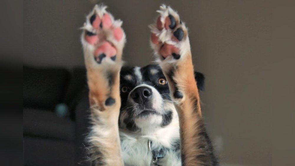 How Do You Treat a Cut on a Dog'S Paw