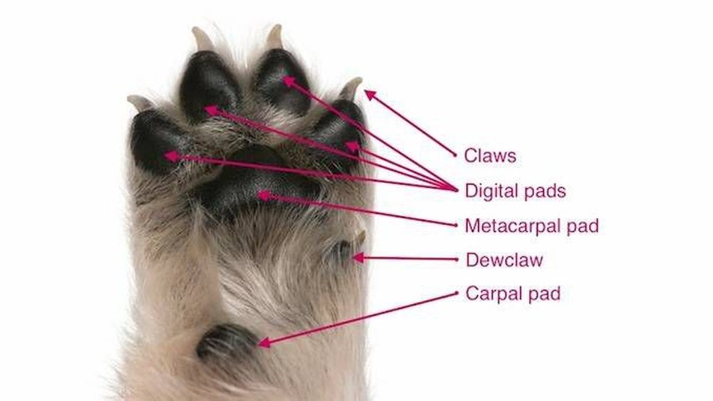 How Many Paws Do Dogs Have