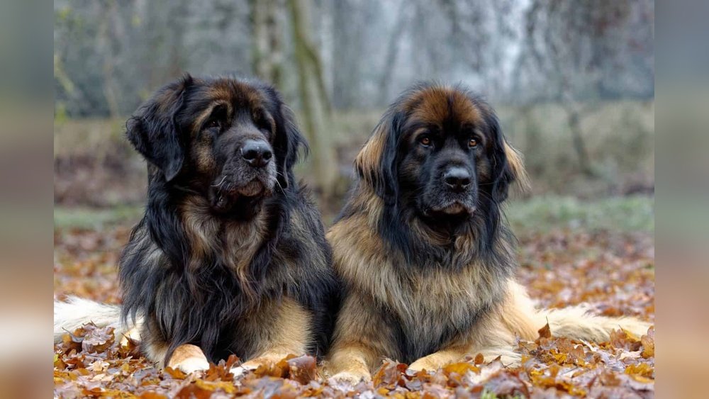 How Much is a Leonberger Puppy