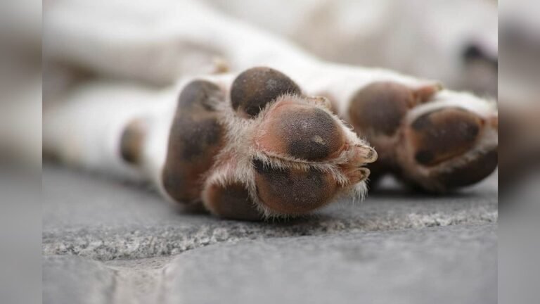 How to Clean Dog Paws before Coming Inside