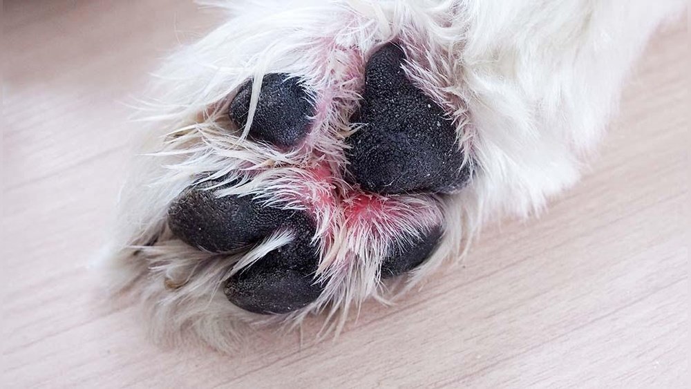 How to Help Dogs With Itchy Paws