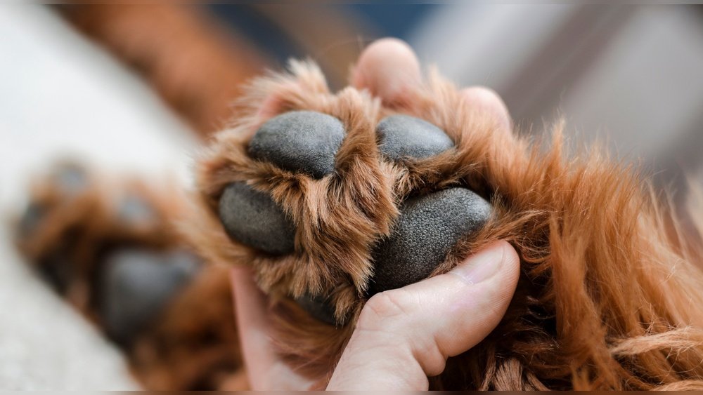 How to Keep Dog'S Paws Clean