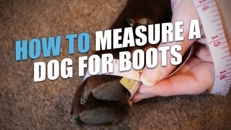 How to Measure Dog Paws