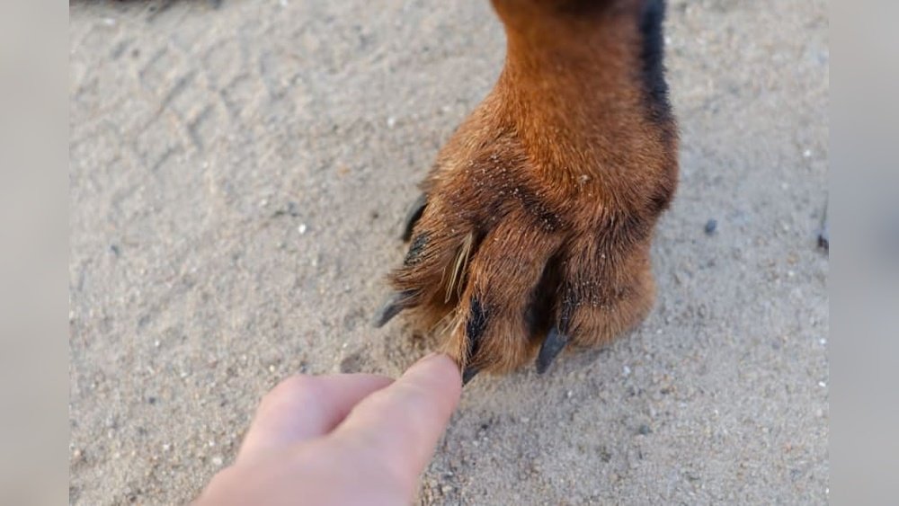 How to Remove a Foxtail from a Dog'S Paw