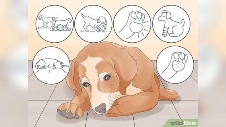 How to Stop Dog from Biting Paws