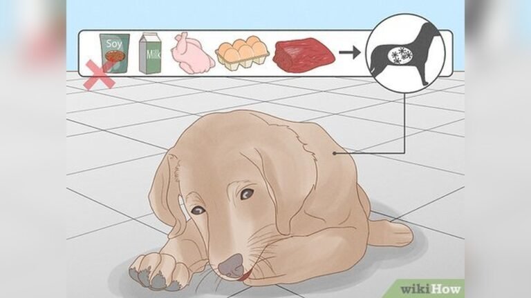 How to Stop Dog from Licking Paws Home Remedy Vinegar