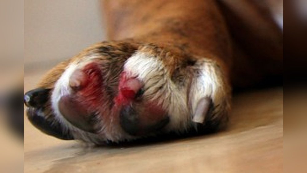 How to Stop Dog Paw from Bleeding