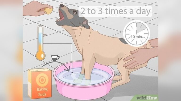 How to Stop Your Dog Licking Its Paws