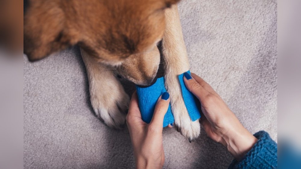 How to Treat a Dog Cut on the Paw