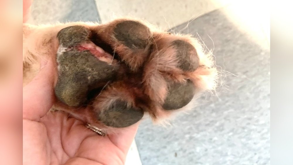 How to Treat Dog Paw Infection at Home